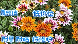 六棵花苗才$2.99，花色丰富的Gazania Hybrid New Day。【莎拉养花】