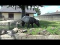 【動物園の動物】マレーバク malayan tapir　（東武動物公園　2024.6.4）★黒白のバク★