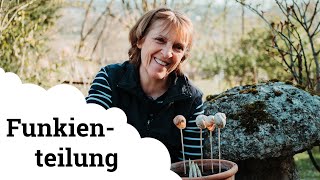 Funkien | Vermehren durch Teilung 🌷