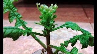 கட்டிங்கில் சிகப்பு முள்ளங்கி வளர்ப்பு, growing pink radish in cutting