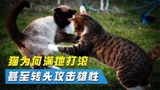 母猫交配后，为何会满地打滚还暴揍公猫，它们的交配过程有多惨烈