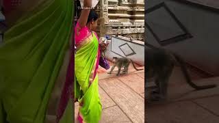 Monkey  alipiri steps #ttd #balaji #tirupati #tirumala #shorts  #youtube #viral bhimas blogs