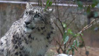 ユキヒョウ赤ちゃんヒメル　見て～雪のももんがJUMP！帰りたくて叫んじゃった Snow leopard Cub  I screamed to go back to my room.2024.1月