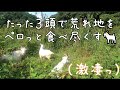 【山羊パワーが凄すぎる!!!たった３頭で15年間耕作放棄地だった荒れ地を生まれ変わらせる！】