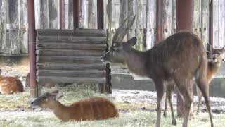 雨の日のシタツンガ (東武動物公園) 2017年10月15日