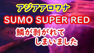 アジアアロワナ　SUMO SUPER REDの鱗が剝がれてしまいました