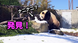 初雪点検中滑ってモート底へ転落、飼育員さんの雪だるま、アドベンチャーワールド結浜