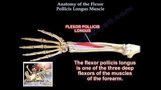 Anatomy Of the Flexor Pollicis Longus Muscle - Everything You Need To Know - Dr. Nabil Ebraheim