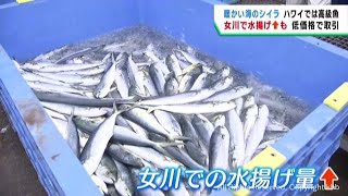 宮城の海の異変　ハワイの高級魚シイラの水揚げが増える