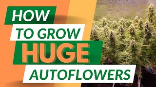 3 Easy Tips for Growing HUGE Autoflowers! Learn my BEST grow advice!