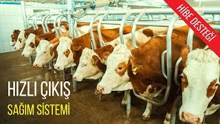 Sezer Paralel Sağım Sistemi | Parallel Milking Parlour | Salle de Traite Parallèle