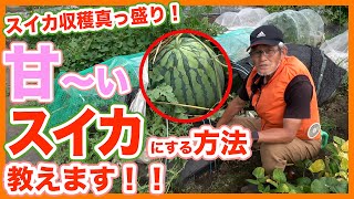 Tips taught by Japanese farmers to increase the sugar content of watermelon before harvesting !