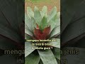 Bromelia Giant|Bromelia Gigante| 1 DARI BERBAGAI JENIS BROMELIA BESAR #shorts #bromelia #tanamanhias