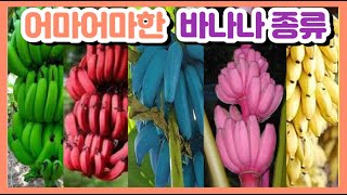 🍌🍌다양한 바나나 종류 ㅣ 🍌어마어마한 바나나 종류 ㅣ🍌 바나나 종류, 이렇게 많았나?