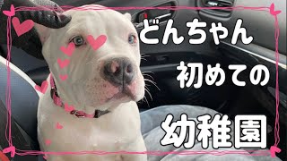 【犬の幼稚園体験】アメリカンブリーのどんちゃん幼稚園体験で社会化を学ぶ＼初めての首輪とリードで不安