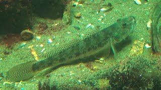 マハゼ　Yellowfin Goby　Acanthogobius flavimanus