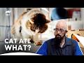 This Cat was Rushed to The Emergency Room After Eating a Towel! | My Cat From Hell | Animal Planet