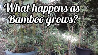 Grow bamboo in pots and what to expect