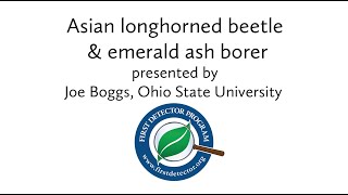 First Detector webinar on Asian longhorned beetle