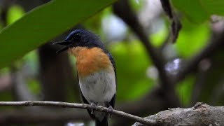 นกจับแมลงอกส้มท้องขาว Tickell's Blue Flycatcher sound #เสียงนก