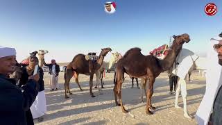 مهرجان الظفره اليوم الثالث عشر دخول انتاج العزبة مفاريد مجاهيم والمحليات الاصائل