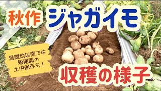 秋作ジャガイモの収穫／短期間の畑保存方法《温暖地・暖地向き》