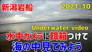 岩船港、アジ釣りポイントより水中撮影を決行！　Underwater video