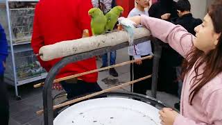 Bird Market in Souq Waqif, Doha Qatar | Aquarium Fish Doha Qatar