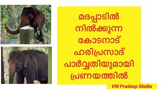 കോടനാട് ഹരിപ്രസാദ് മദപ്പാട്കാലത്ത് പാർവ്വതിയുമായി പ്രണയത്തിൽ #kodanad HariPrasad 21 April 2022