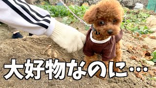 飼い主の愛情が伝わりませんでした。【トイプードル】