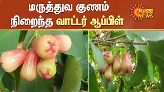 Water Apple | மருத்துவ குணம் நிறைந்த வாட்டர் ஆப்பிள்;வெளிநாடுகளில் மவுசு அதிகம்  என தகவல் | Sunnews