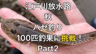 【江戸川放水路】ハゼ釣り100匹釣果に挑戦Part2 秋偏 サクッとご紹介‼︎