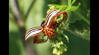 Käfer Arten - Beetle Species