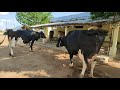 SIVA DAIRY FARM