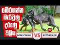 භයානක වලිය මැද දින්නේ කවුද ? Cane Corso Vs Rottweiler | Pet Talk
