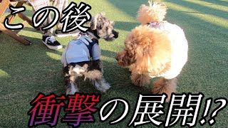 【前編】愛犬ヴィレッジで愛犬に過去最大の事件が！？【ミニチュアシュナウザー】