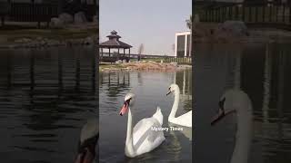 Swan #அன்னப்பறவை