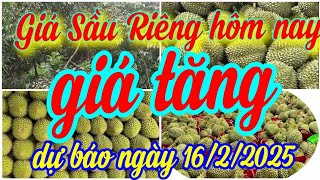 giá sầu riêng hôm nay ngày 16/2/2025