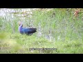 moorhen fight common moorhen territorial behaviour birds fight birds behaviors