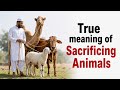 Why Are Muslims Sacrificing Animals on Eid ul Adha?