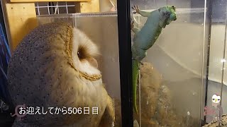 【お迎えしてから506日目】暖かいﾗｲﾄまわりでお散歩