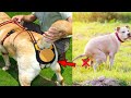 8 NEW DOGS GADGETS INVENTION YOU MUST HAVE ▶ GADGETS FOR DOG LOVERS