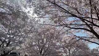 伊川の桜並木を散歩