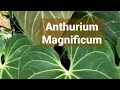 Yuukk bertanam #020 | Anthurium Magnificum🍀❤️#anthurium #anthuriummagnificum #houseplants