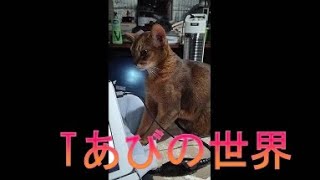 ネコ動画あび＃4418　あびの毎日　アビシニアン　あび