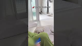 별걸 다 알아 듣는 대한이🤣 #강아지일상 #retriever