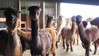 Hillsboro Alpaca Ranch - Keeping Business Moving