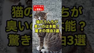 猫のうんちには◯◯◯◯◯が含まれている❗️#shorts #雑学 #豆知識 #猫 #猫好き #cat #猫動画