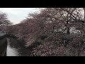 2016年3月31日㈭石神井川の桜