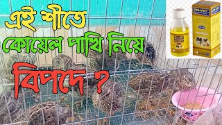 এই শীতে কোয়েল পাখি যত্ন কিভাবে নিবেন l কোয়েল পাখির খামার l কোয়েল পাখি